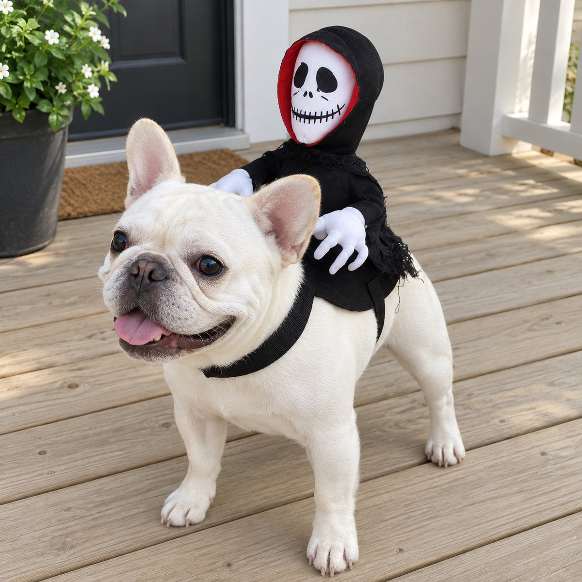 White French bulldog on a porch wearing a black plush skeleton reaper rider Halloween pet costume by The Festive Atelier
