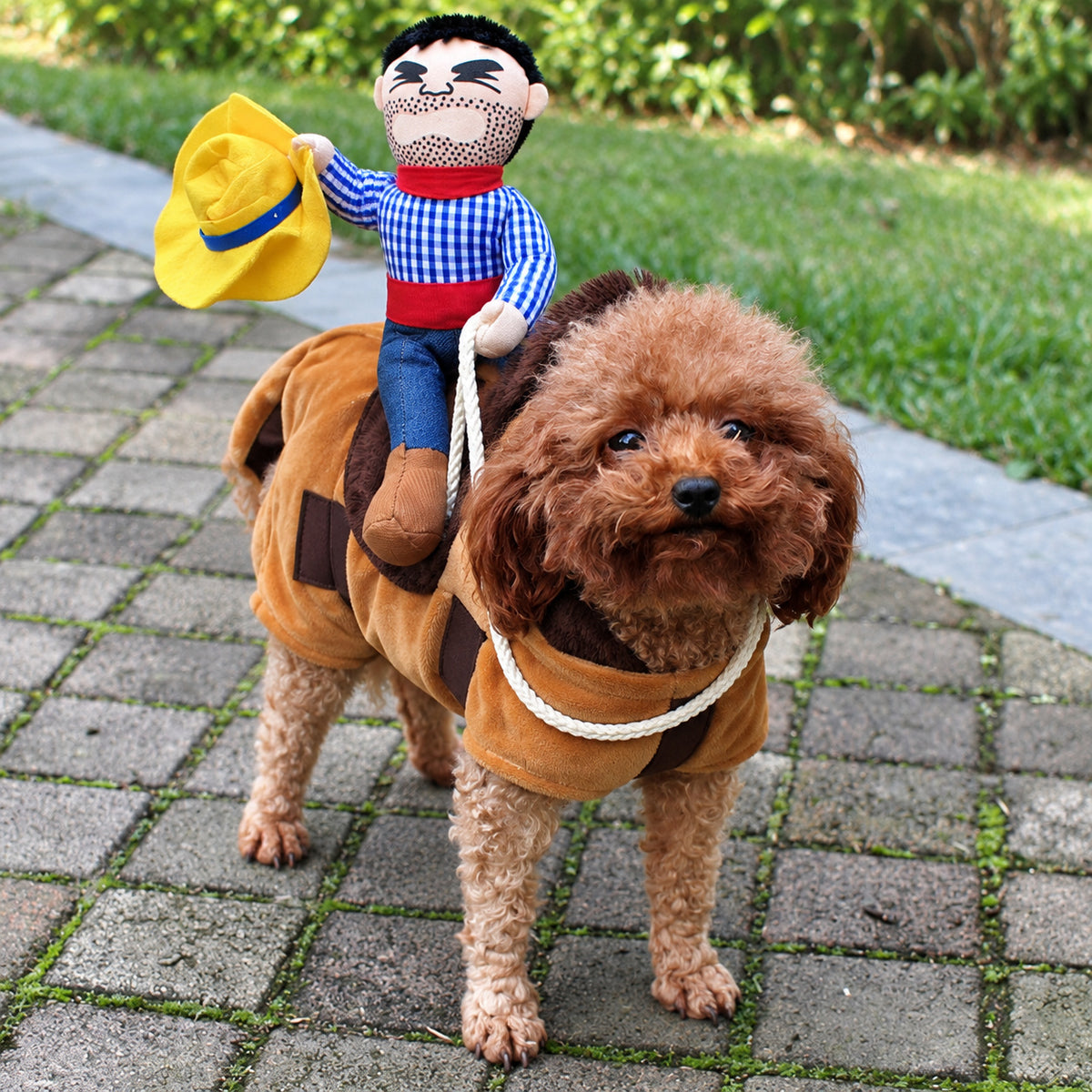 Brown poodle wearing the headless horseman dog costume - plush horse with a rider doll, rope rein and yellow cowboy hat